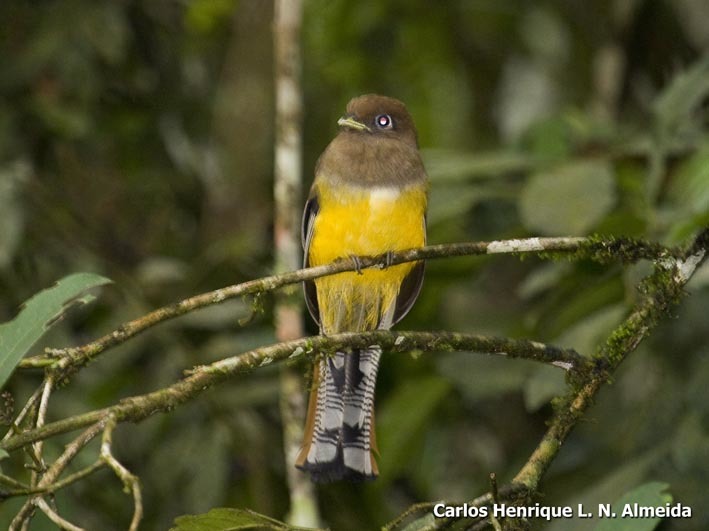 Image of Black-throated Trogon