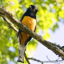 Imagem de Trogon surrucura aurantius Spix 1824