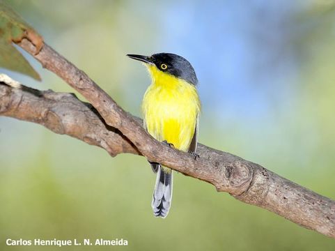 Plancia ëd Todirostrum cinereum (Linnaeus 1766)