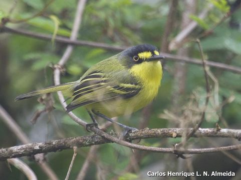 Image of Gray-headed Tody-Flycatcher