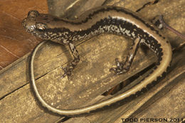 Image of Three-lined Salamander