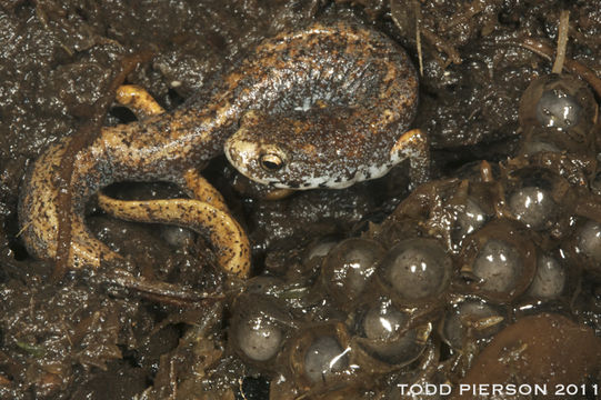 Image of Four-toed Salamander