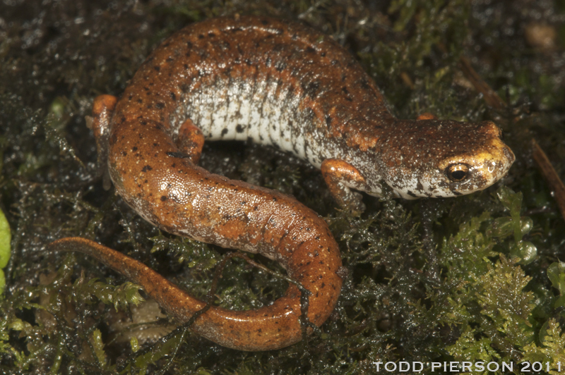 Image of Four-toed Salamander