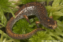 Image of Four-toed Salamander