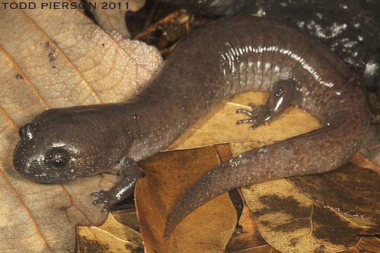 Image of Red Salamander