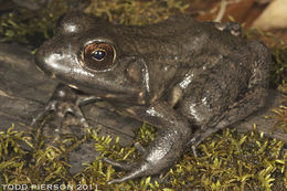 Sivun Lithobates heckscheri (Wright 1924) kuva