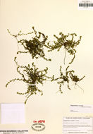 Image of <i>Plagiobothrys cusickii</i>