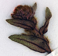 Image of dye popcornflower