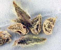 Image of dye popcornflower