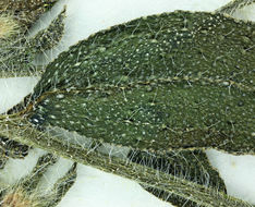 Слика од Plagiobothrys jonesii A. Gray