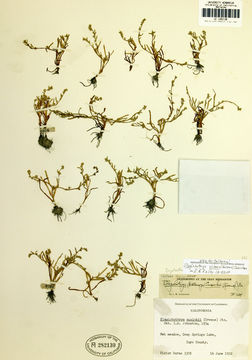 Plancia ëd <i>Plagiobothrys nitens</i>