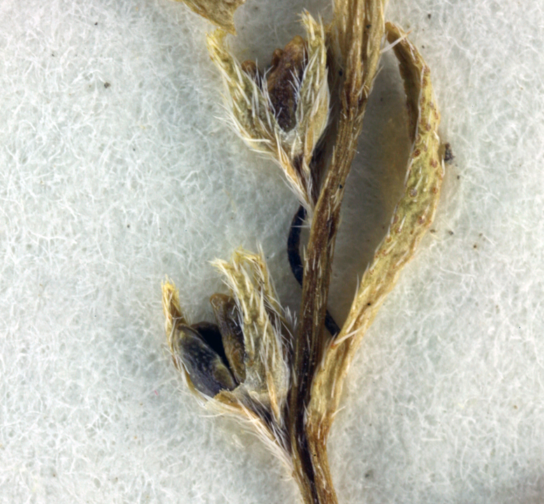 Image of Shiny-Nutlet Popcorn-Flower