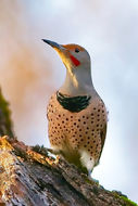 Image of Northern Flicker