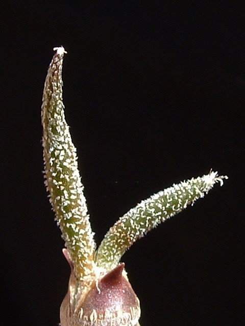 Image of Astrophytum caput-medusae (Velazco & Nevárez) D. R. Hunt