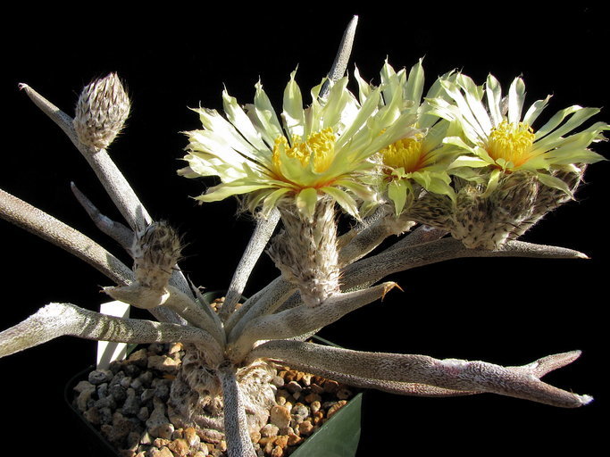 Image of Astrophytum caput-medusae (Velazco & Nevárez) D. R. Hunt