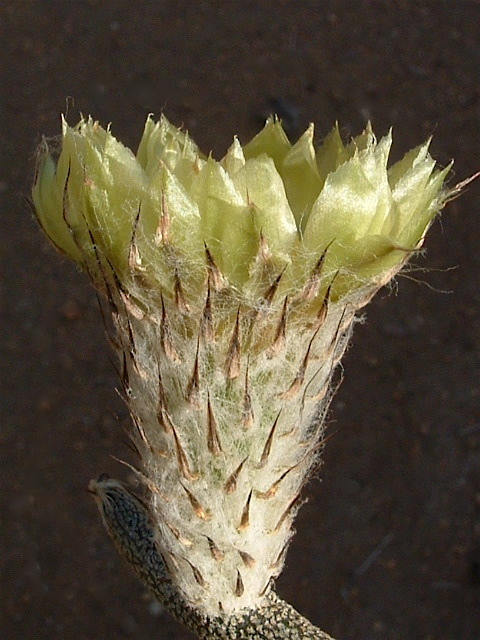 Image of Astrophytum caput-medusae (Velazco & Nevárez) D. R. Hunt