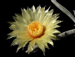 Image of Astrophytum caput-medusae (Velazco & Nevárez) D. R. Hunt