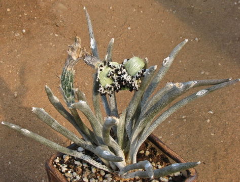 Image of Astrophytum caput-medusae (Velazco & Nevárez) D. R. Hunt