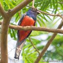 Image of Blue-crowned Trogon