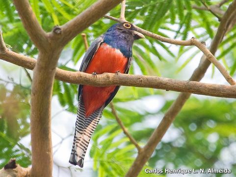 Imagem de Trogon curucui Linnaeus 1766