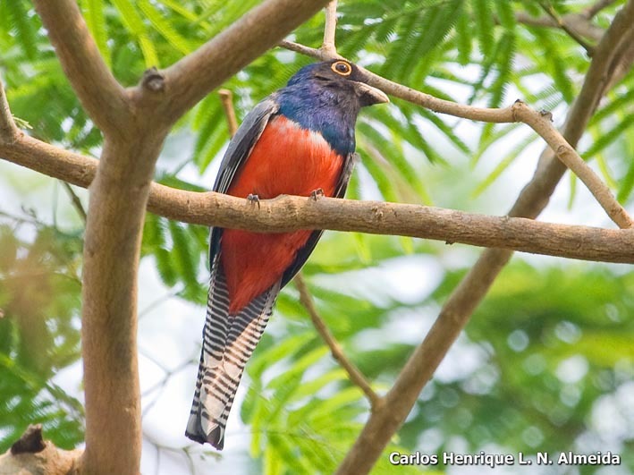 Image of Blue-crowned Trogon