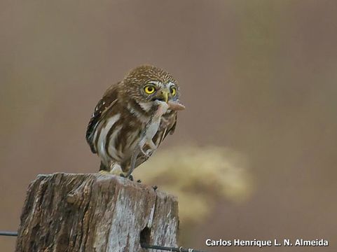 Image of Ferruginous Pygmy Owl