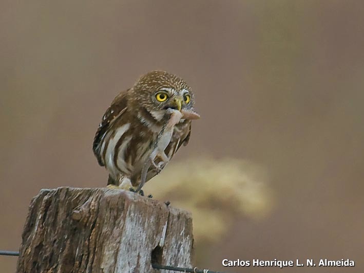 Image of Ferruginous Pygmy Owl