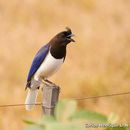 Image of Curl-crested Jay