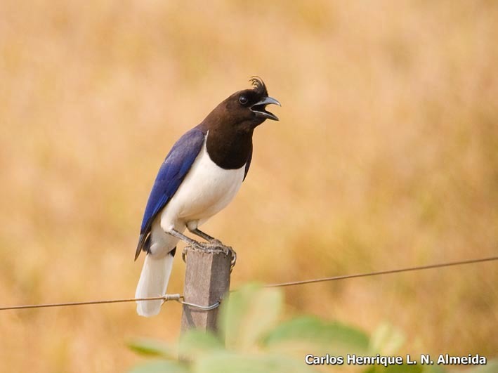 Image of Curl-crested Jay