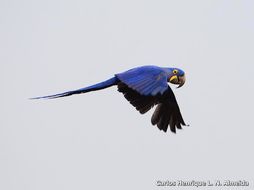 Image of Hyacinth Macaw