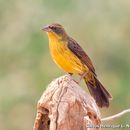 Image of Unicolored Blackbird