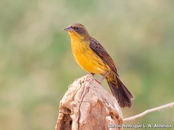 Image of Unicolored Blackbird