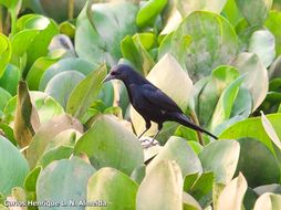 Image of Unicolored Blackbird