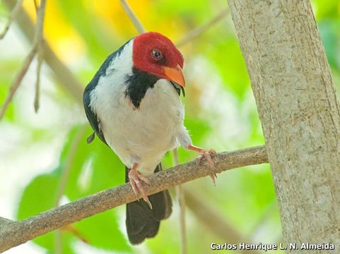 Image of Yellow-billed Cardinal