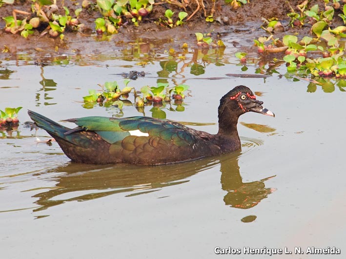 Image of Muscovy Duck