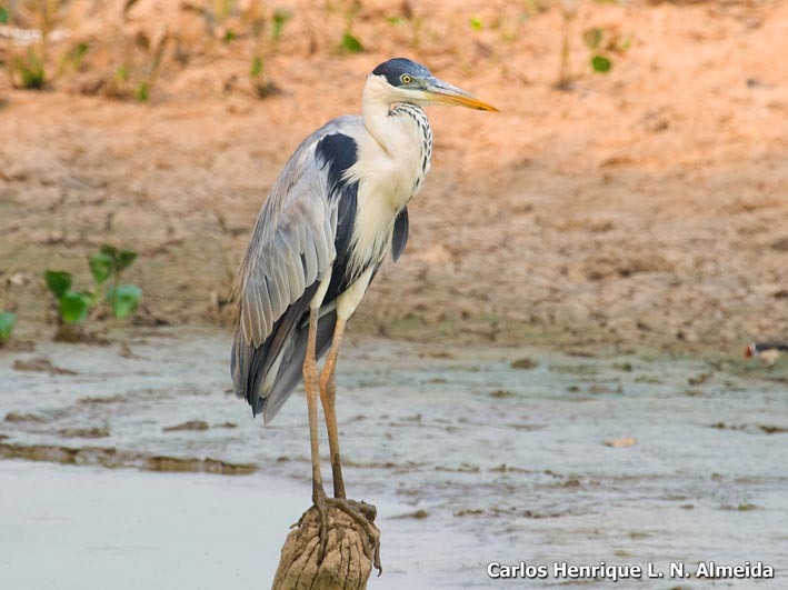 Image of Cocoi Heron