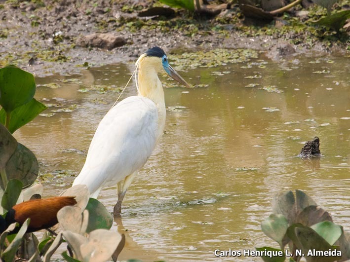 Image of Capped Heron