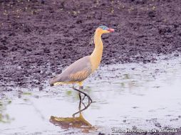 Image of Whistling Heron