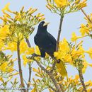 Image of Oropendolas