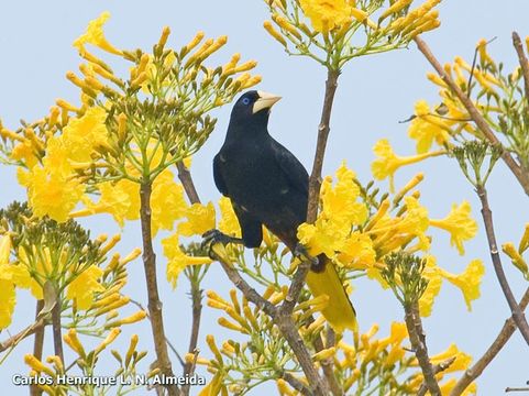 Image of Crested Oropendola