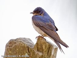 Image of Gray-breasted Martin