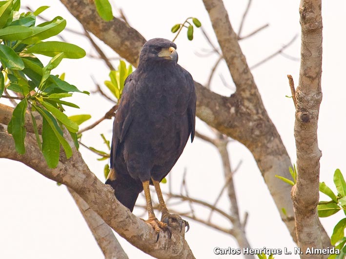 Image of Great Black Hawk