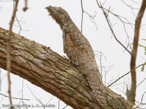 Image of Great Potoo