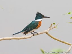 Image of Green Kingfisher