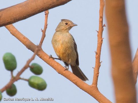 Image of Plain-crested Elaenia