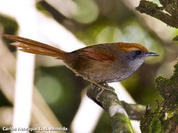 Image of Rufous-capped Spinetail