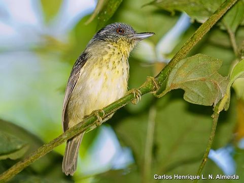 Image of Spot-breasted Antvireo