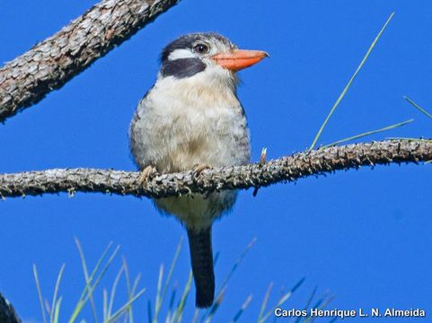 Image of White-eared Puffbird