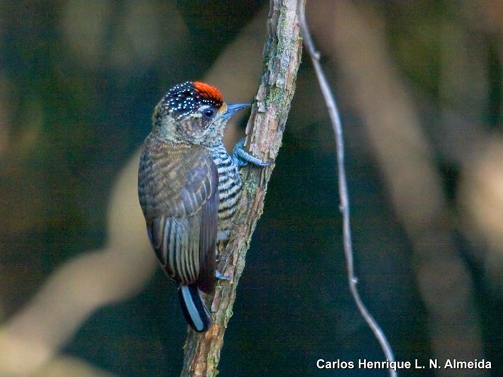 Image of White-barred Piculet