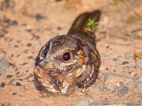 Image of Scissor-tailed Nightjar